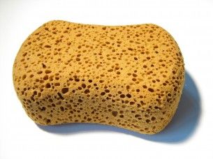 MARCH 24, 2011 Sponges come in