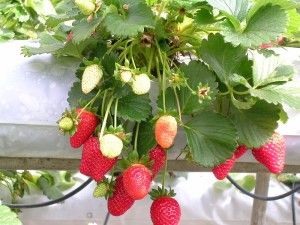 Strawberries, wikimedia