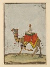 camel wikimedia