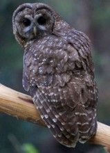 ca spotted owl 2