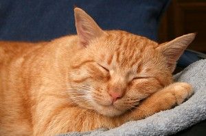 sleeping cat, wikimedia