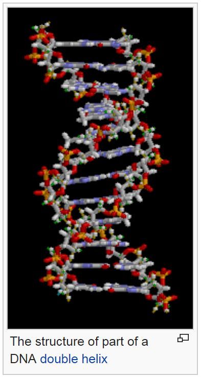 DNA double helix, wikimedia