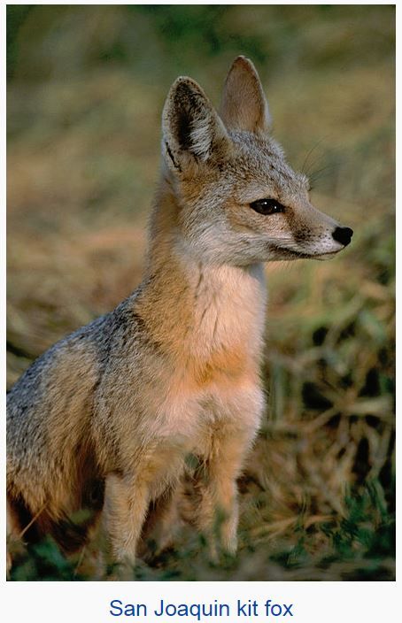kit fox - wikimedia