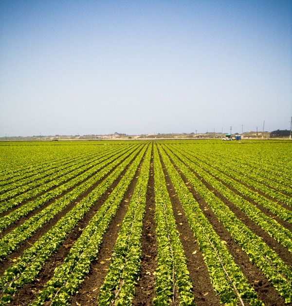 New Obamacare rule roils CA farms, farmworkers | CalWatchdog.com