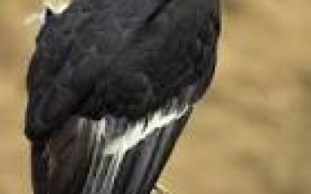 Condors thriving before new CA lead ammo ban