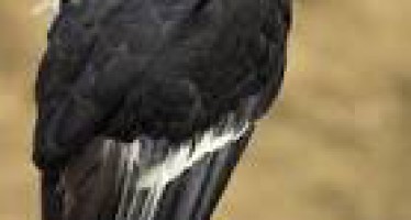 Condors thriving before new CA lead ammo ban