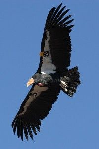 california condor - wikimedia