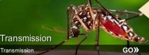 mosquito, CDC, yellow fever