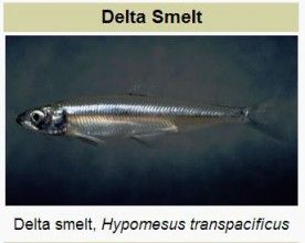 Delta smelt, wikimedia