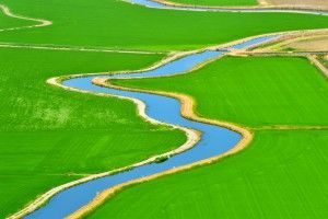 Rice Fields, Tuesday, July 15, 2014.  Photo Brian Baer