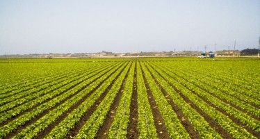 CA water cuts hit farmers