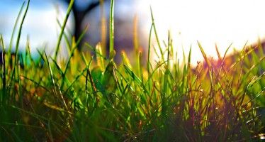 Cash for Grass rebates jumpstart CA drought-friendly landscaping