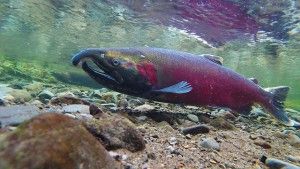 coho salmon