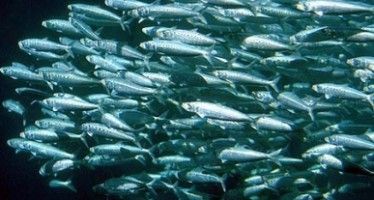 CA sardine fishing ban: Did regulators wait too long?