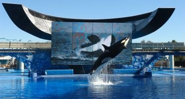 SeaWorld to drop San Diego orca shows
