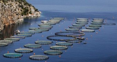 CA fish-farming: Concept praised, but project opposed