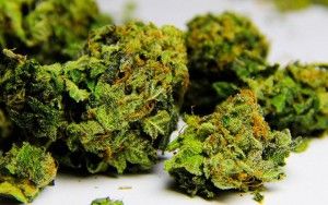 Marijuana bud