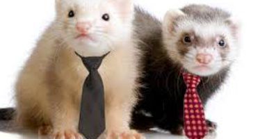 Ferret ban in California not gone just yet