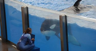 Gov. Brown signs captive orca ban