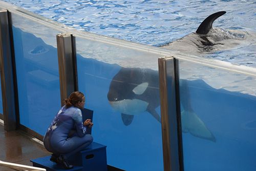 Gov. Brown signs captive orca ban | CalWatchdog.com