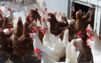 Farm Bureau, PETA both oppose farm-confinement proposition