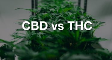 All About CBD & THC